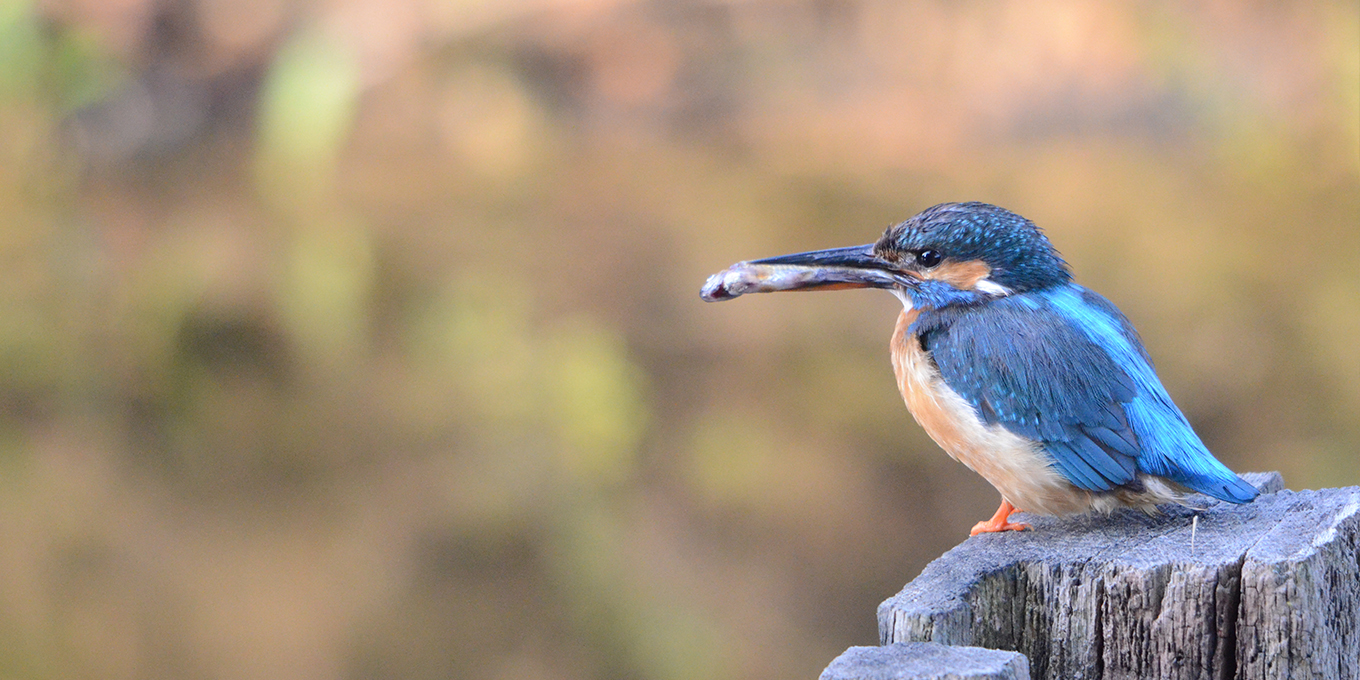 L'Indre et ses habitants ailés
